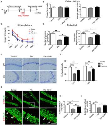 Chronic Intermittent Hypobaric Hypoxia Restores Hippocampus Function and Rescues Cognitive Impairments in Chronic Epileptic Rats via Wnt/β-catenin Signaling